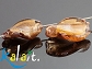 Weneckie - świderki miodowe 1,3cm - SW259 