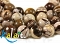 Jaspis Cappucino - kule 1cm - K278